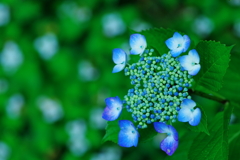 額紫陽花