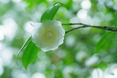 白椿