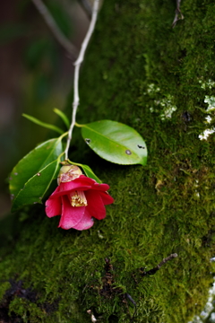 苔に椿