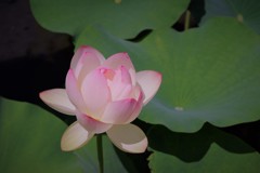 蓮に祈りを込めて