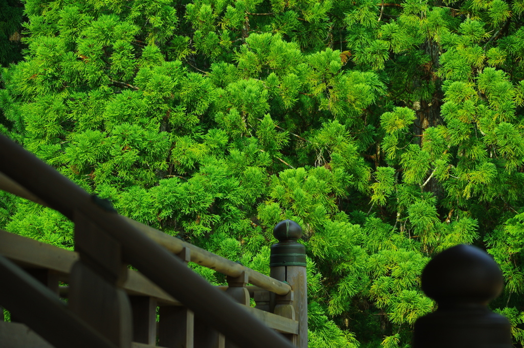 萌える、夏緑