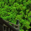 萌える、夏緑
