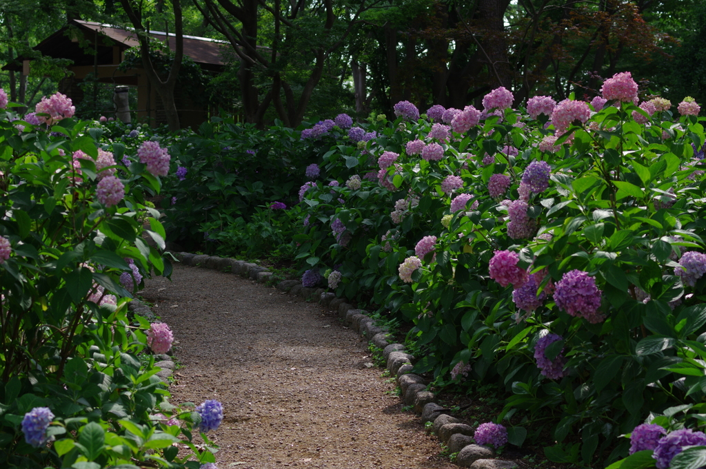 紫陽花の小道