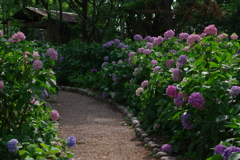 紫陽花の小道