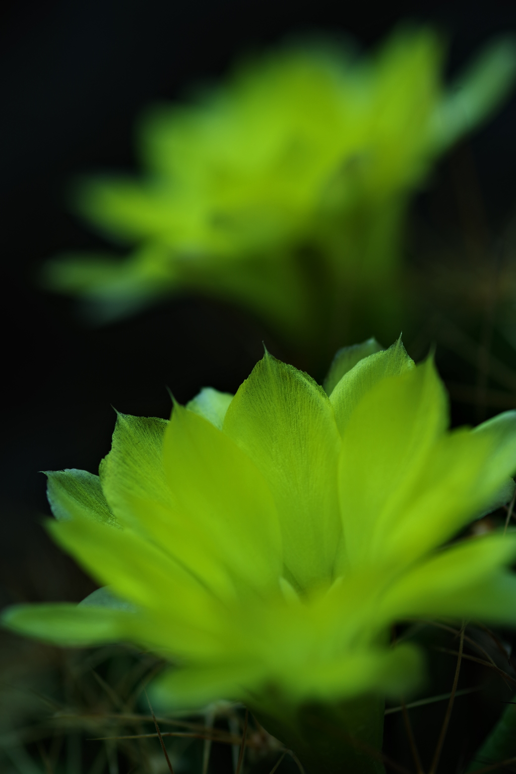Yellow Cactus