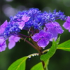 紫陽花Ⅷ