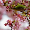 春めいて