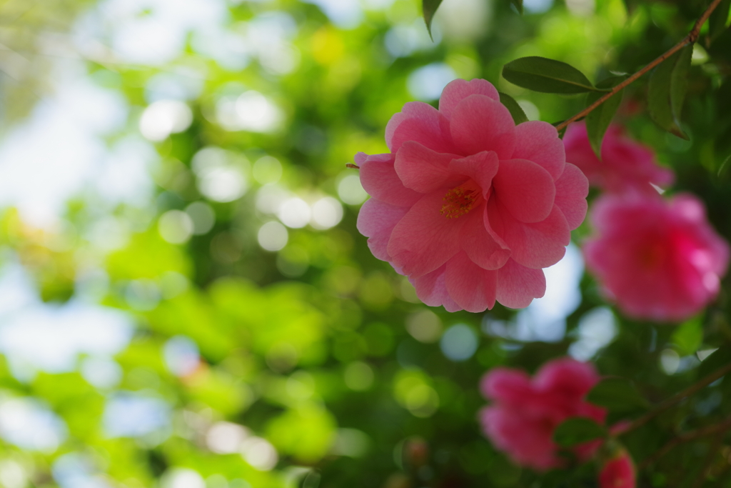 Pink Camellia