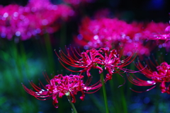 曼珠沙華