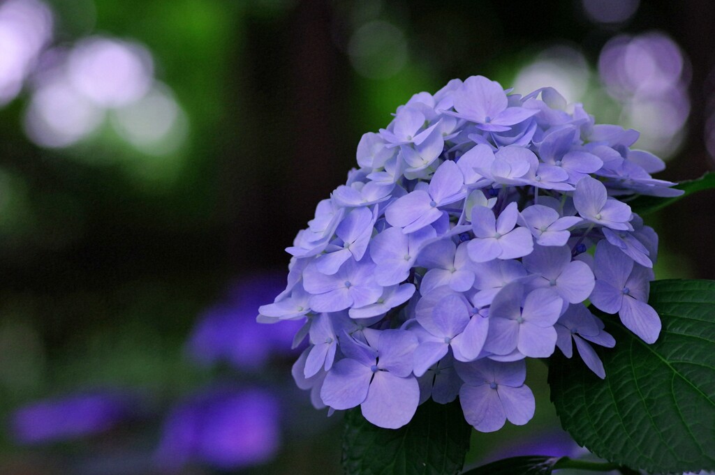 紫陽花