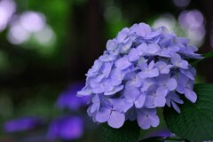 紫陽花