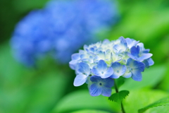 紫陽花