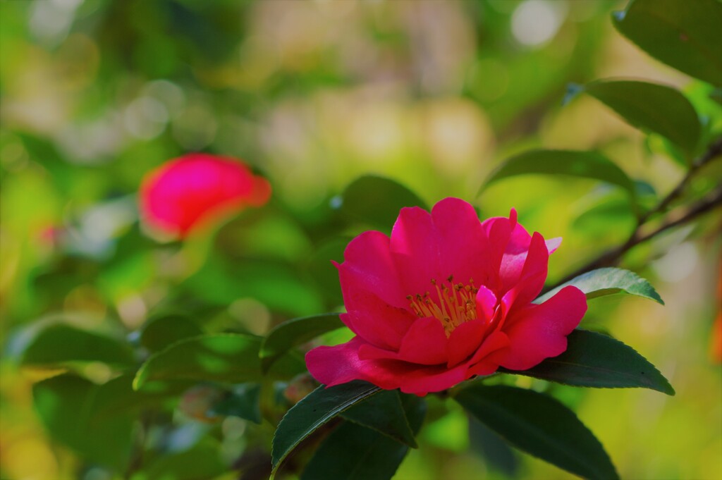 木漏れ日の山茶花