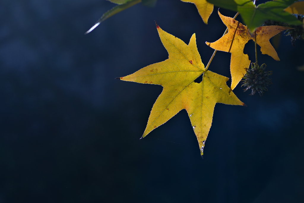 紅葉葉楓