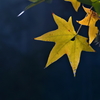 紅葉葉楓
