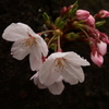 桜雨