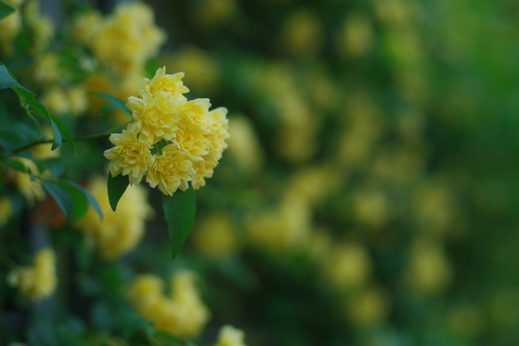 Yellow Rose