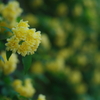 Yellow Rose