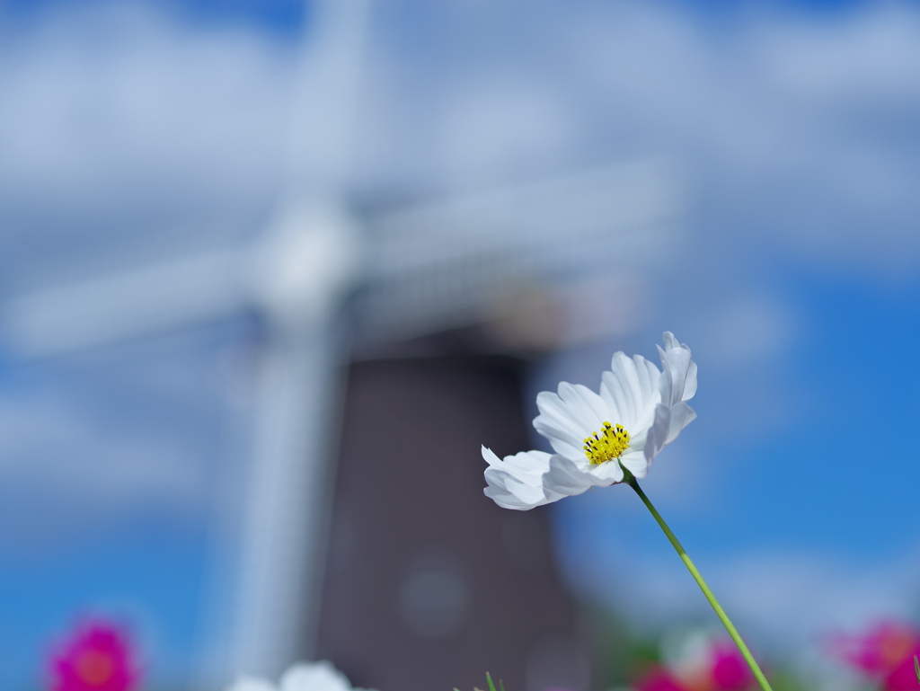 秋桜