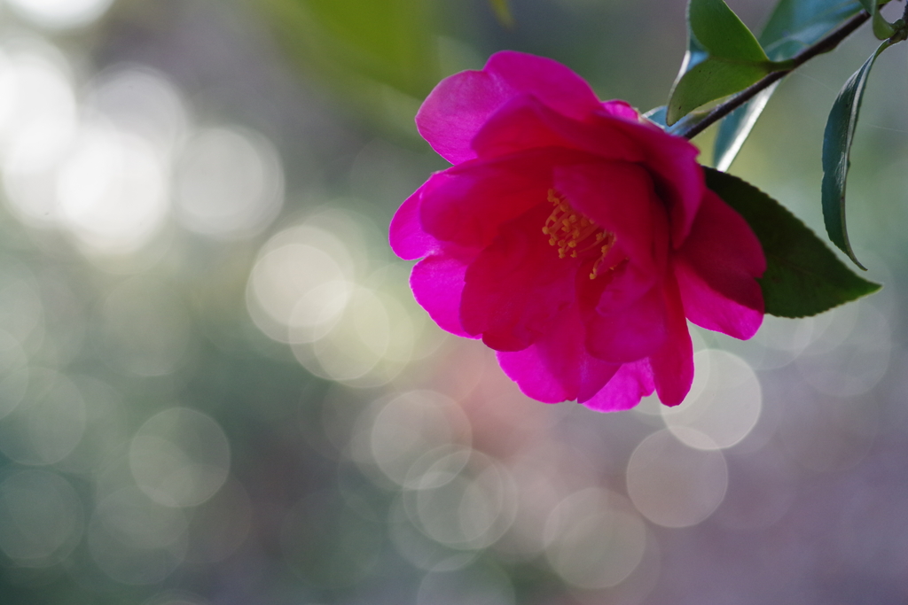 木漏れ日に咲く