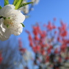 ふんわり花桃