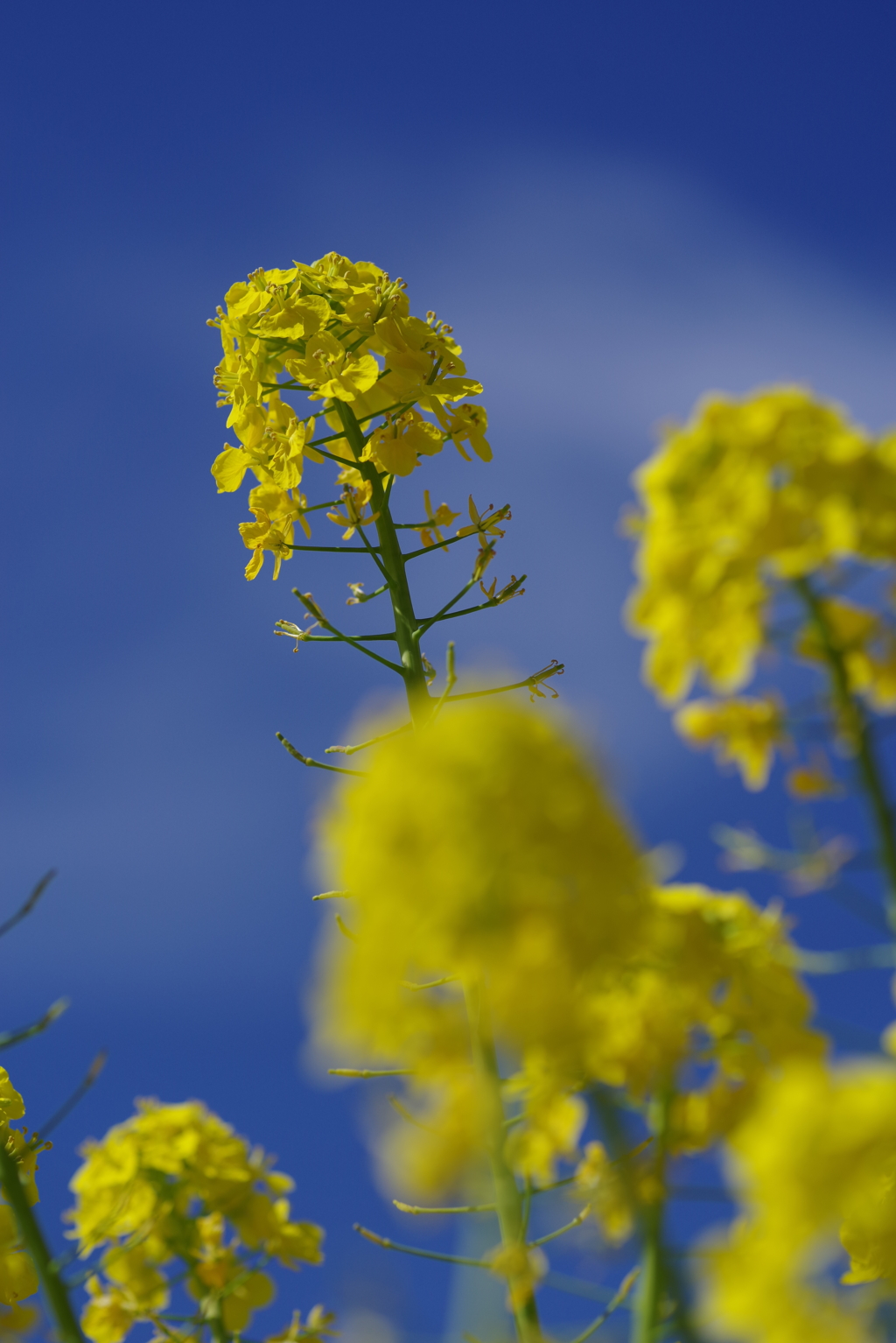青空に菜の花