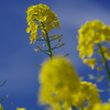 青空に菜の花