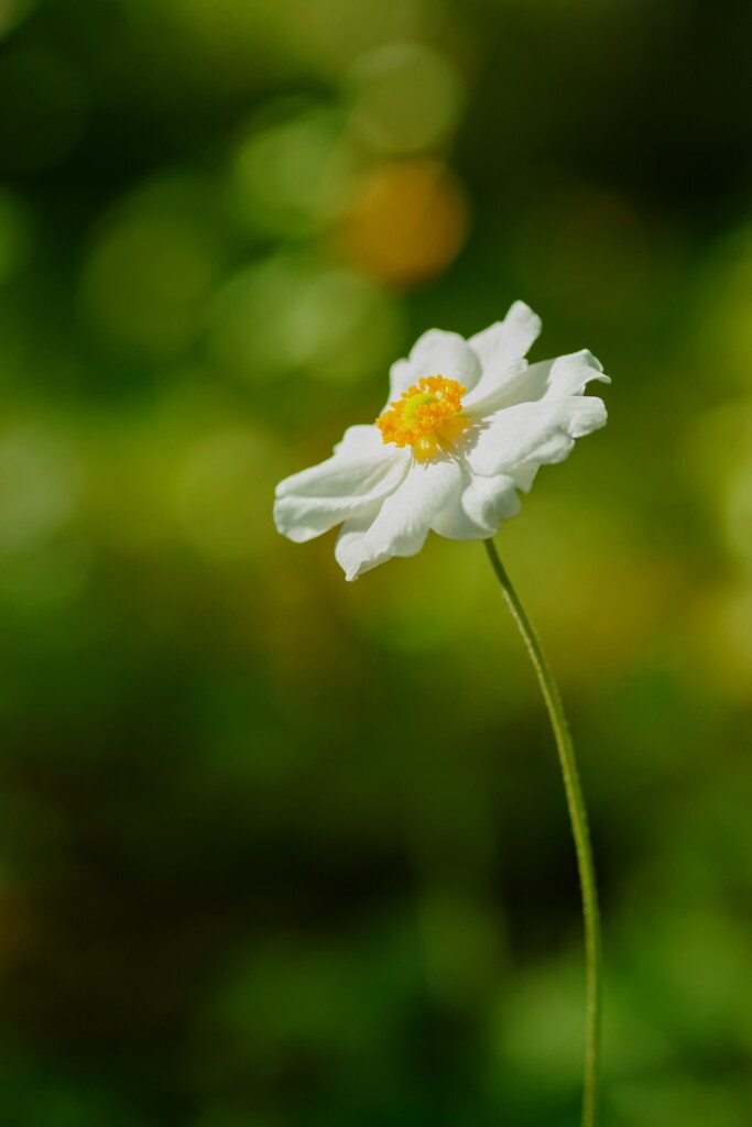 秋明菊