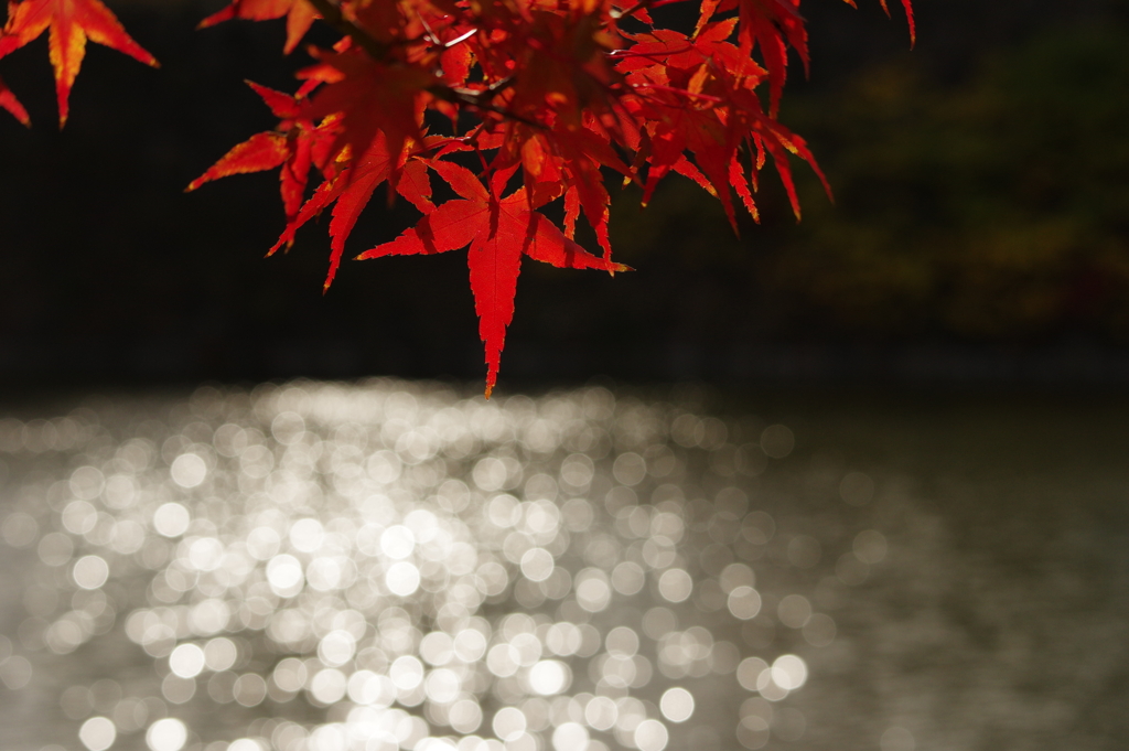 水面の紅葉