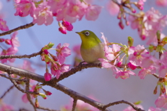 河津桜とメジロ