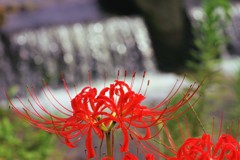 水辺の彼岸花