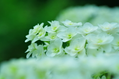 柏葉紫陽花