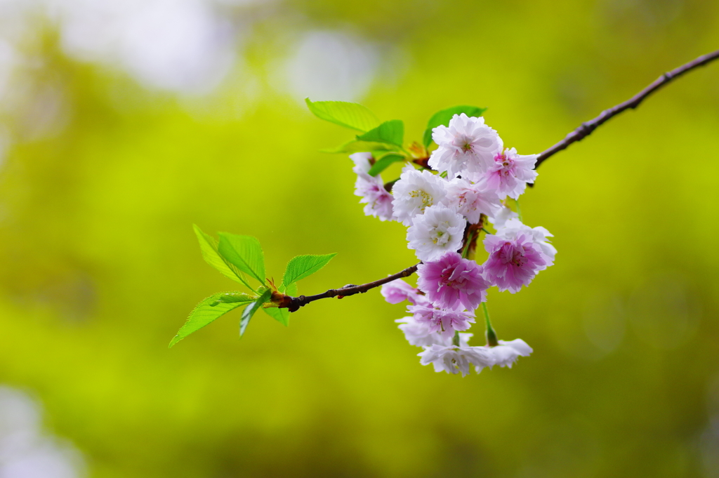 三月に咲く十月桜