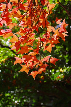 フウ(楓)の紅葉