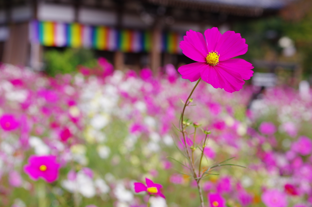 古寺とコスモス