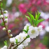 花桃