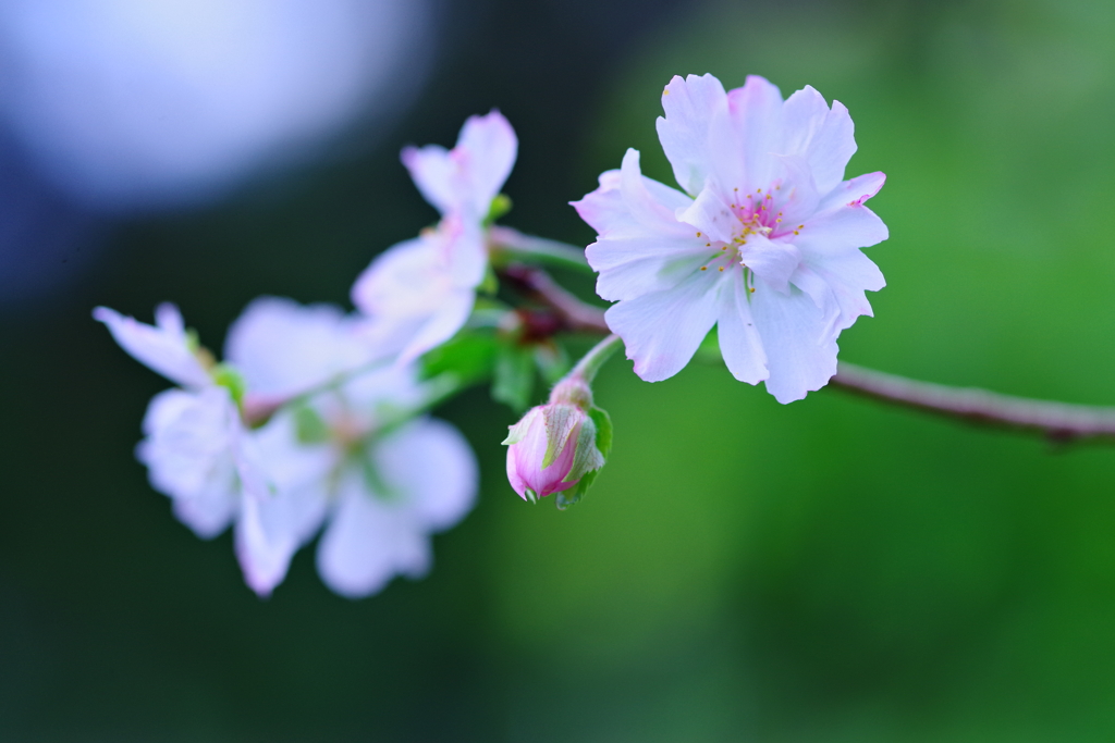 十月桜