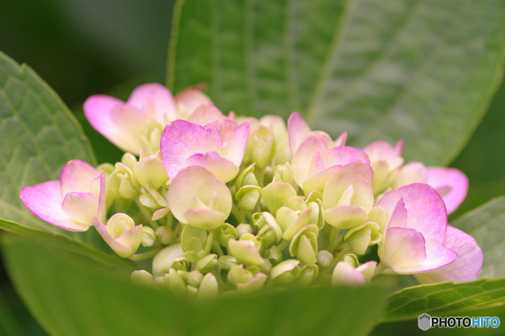 紫陽花Ⅱ