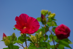 青空と芙蓉