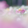 Zinnia