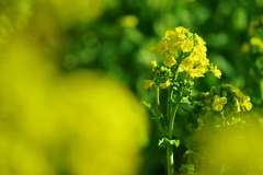 菜の花