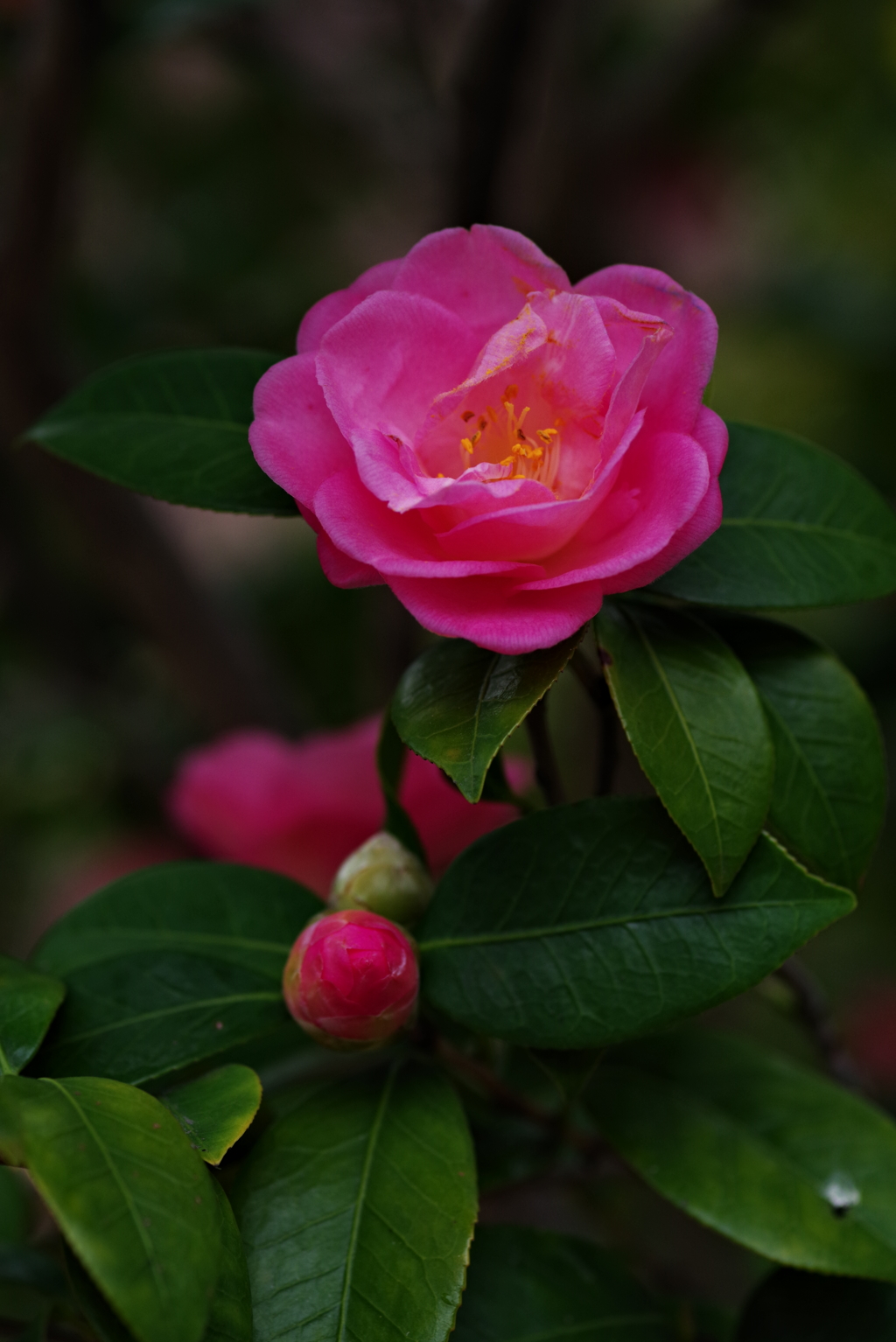 春曙紅