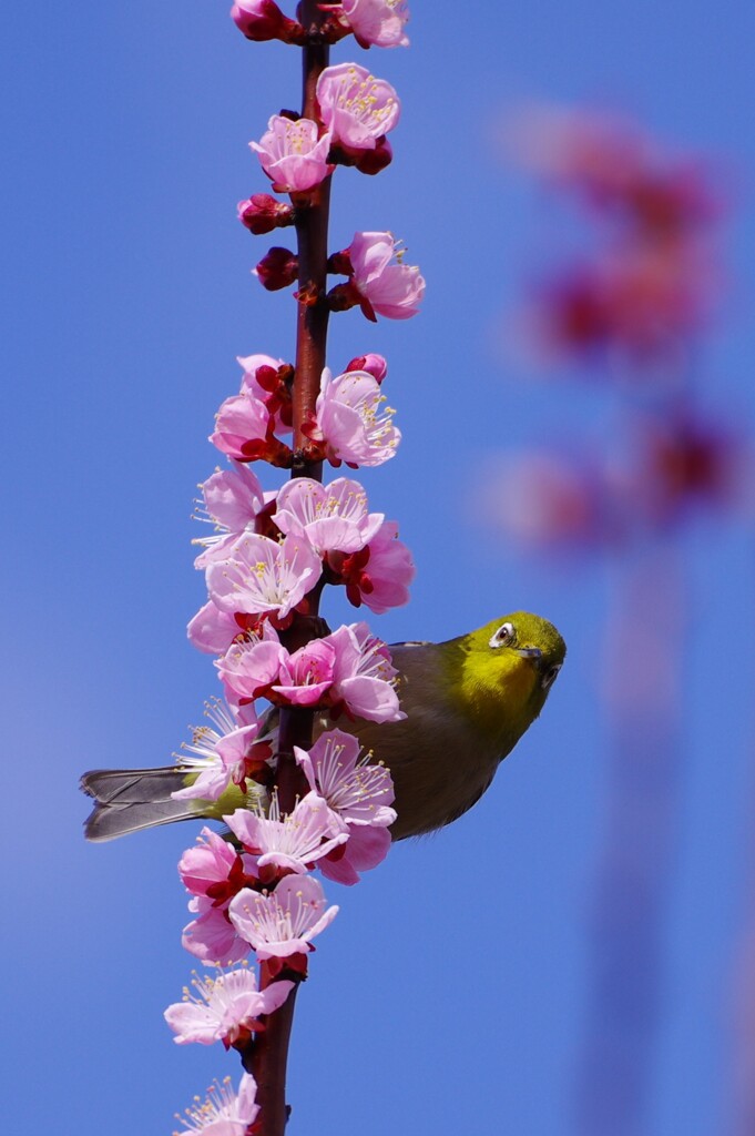 春だね(^_^)