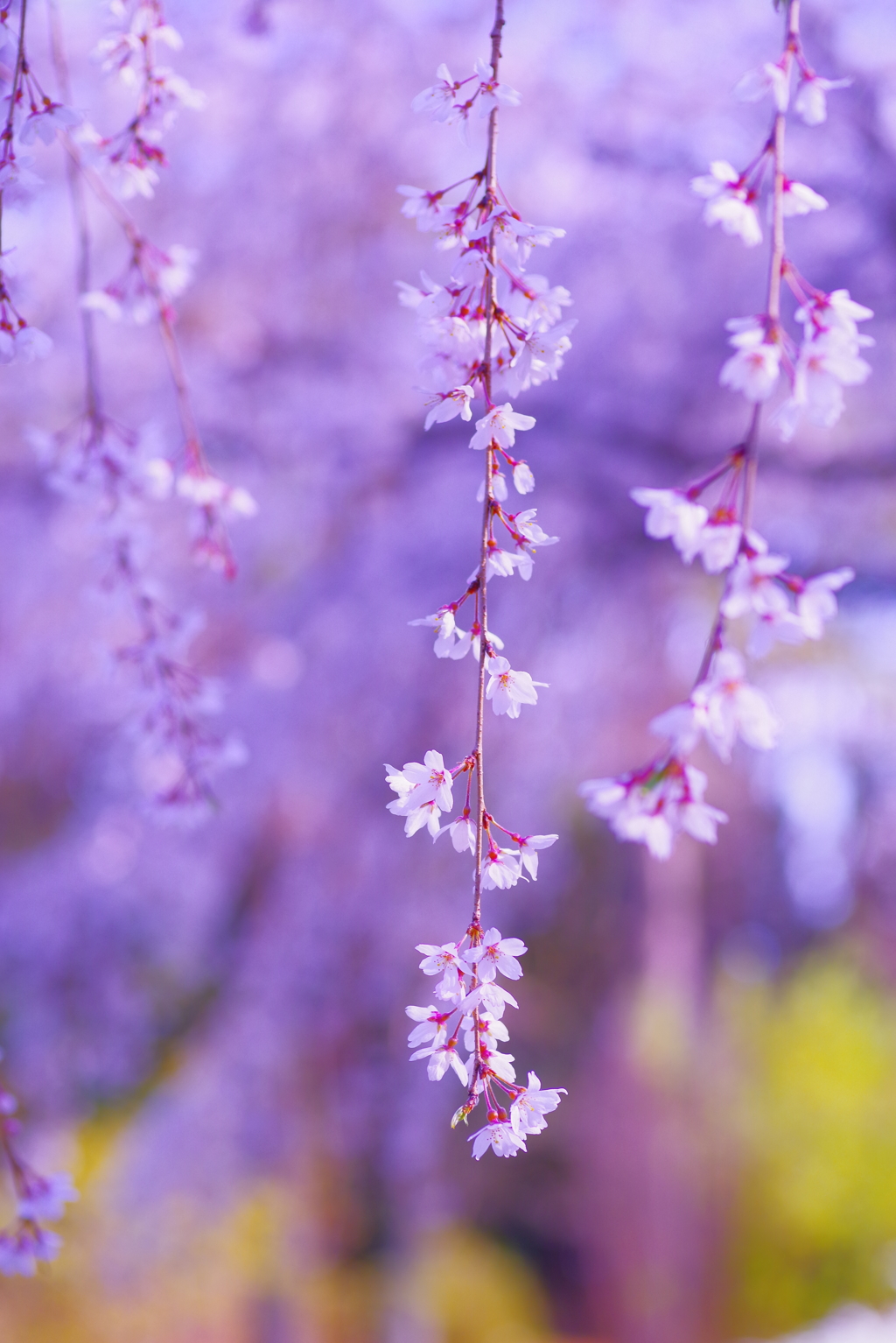 枝垂れ桜