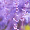 枝垂れ桜
