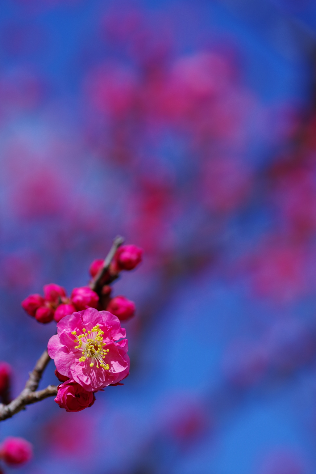 紅梅