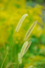 秋色爽やか