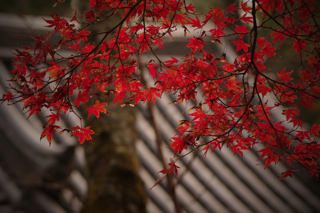 甍に紅葉