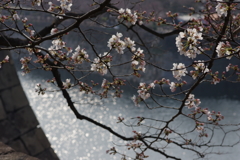 石垣に桜