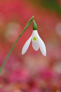 スノードロップ